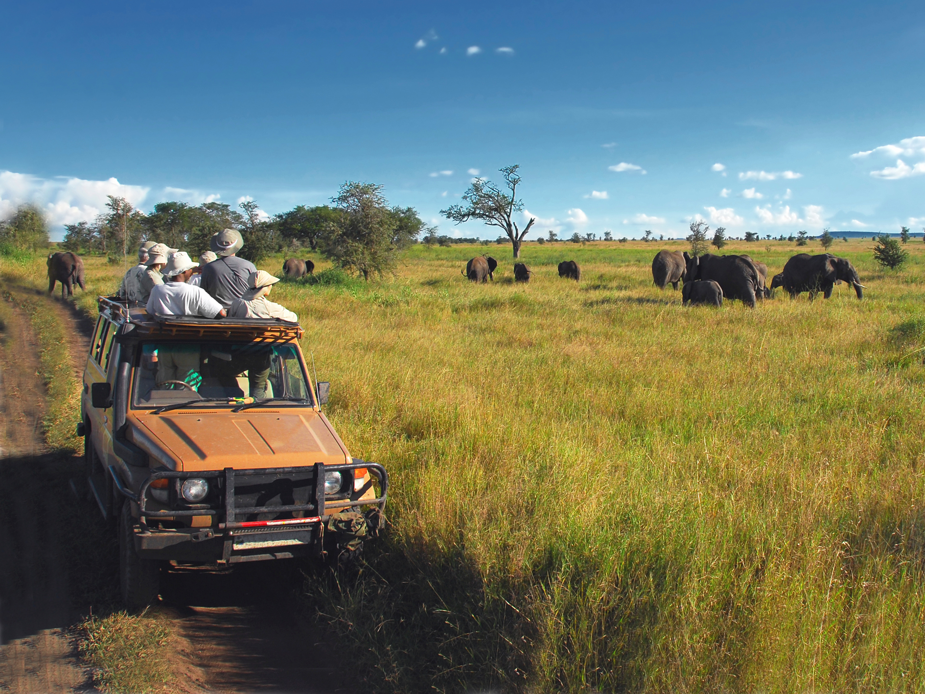 tanzania family journey for serengeti safari